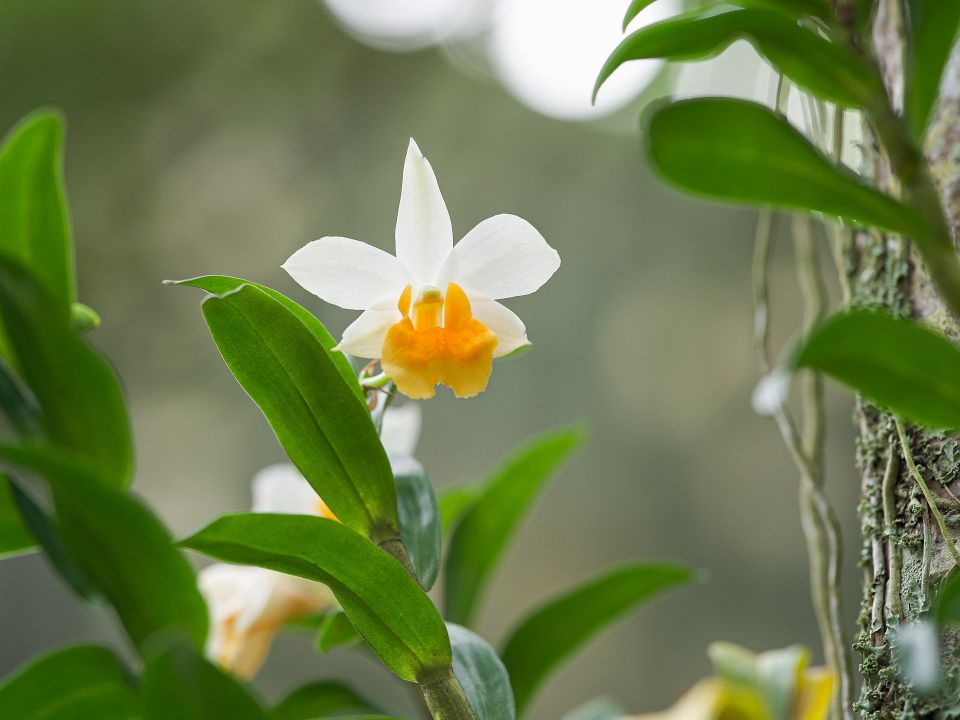 Orquídea