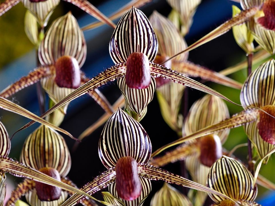 Orquídea