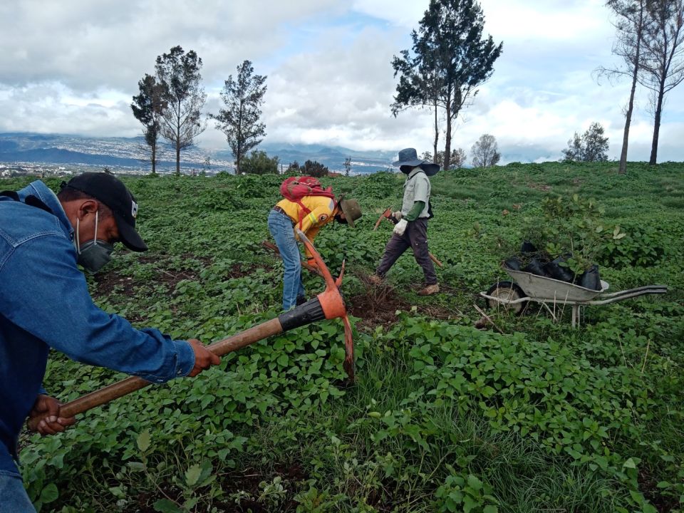 Reforestación Jalisco