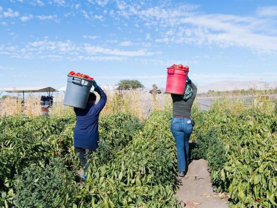 Trabajadores agrícolas