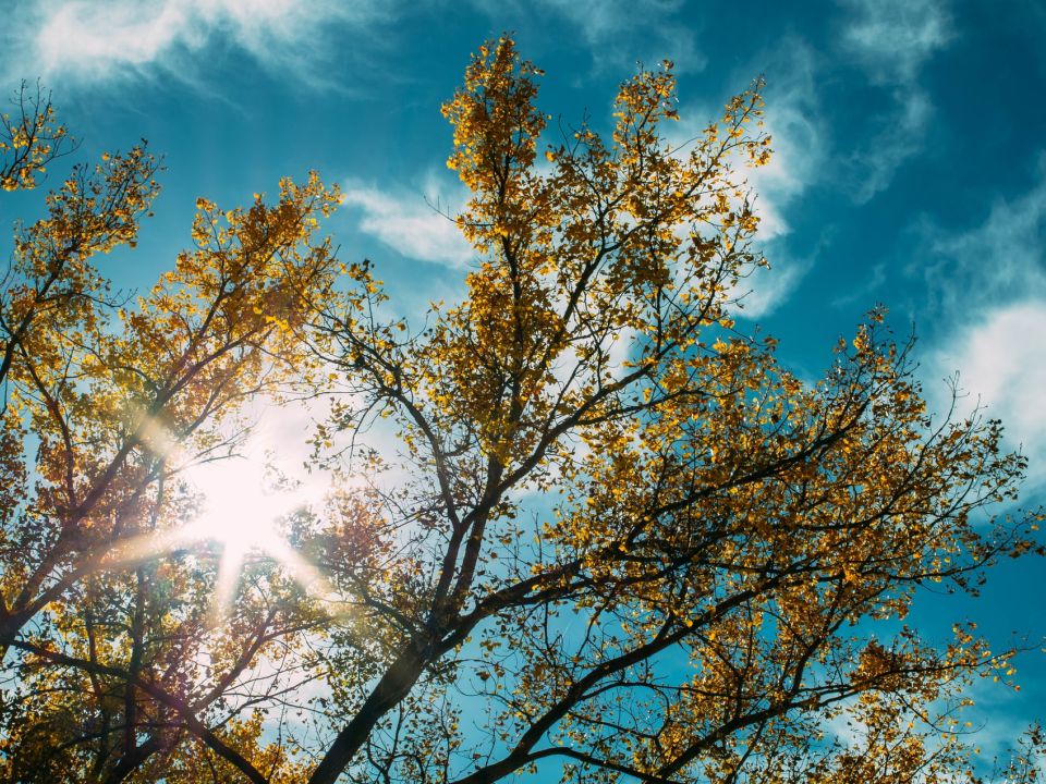 árbol y cielo