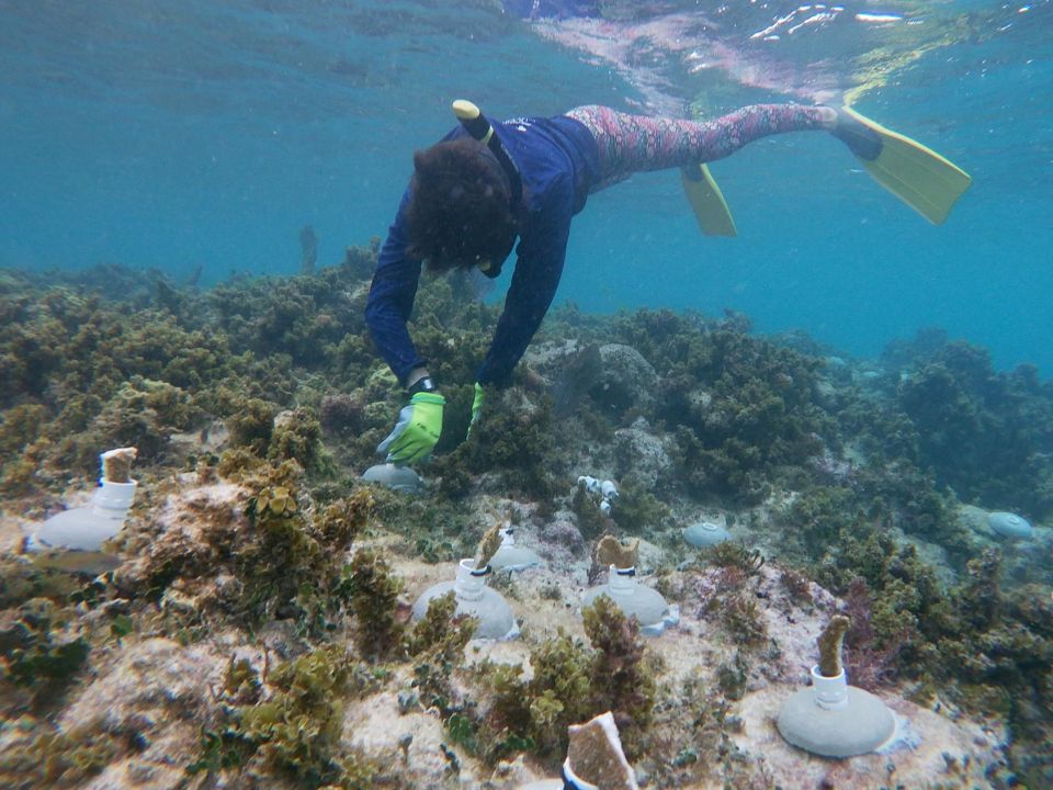 Buzo en un arrecife de coral