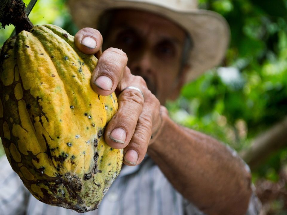 Cacao y agricultor