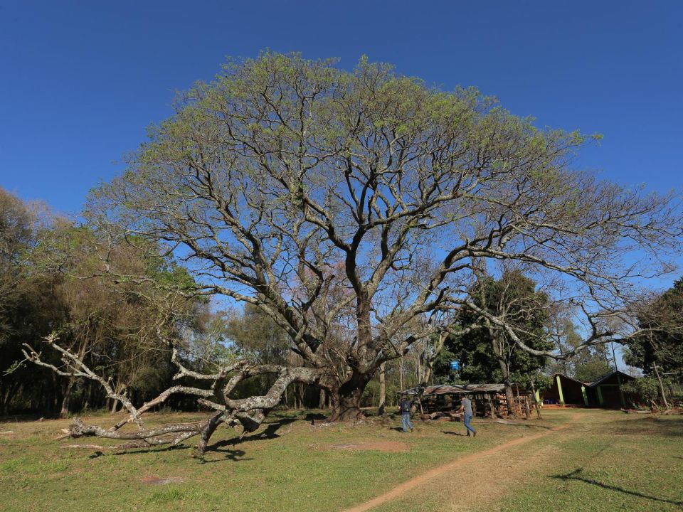 Árbol ficus