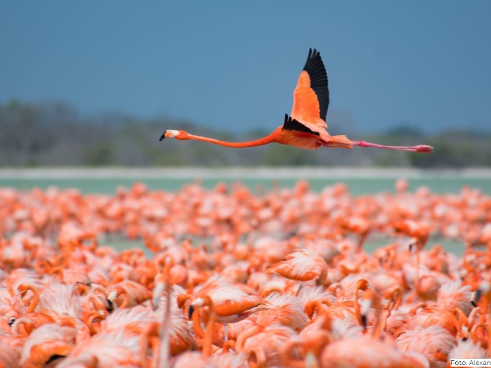 Flamencos