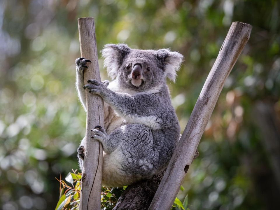 Koala