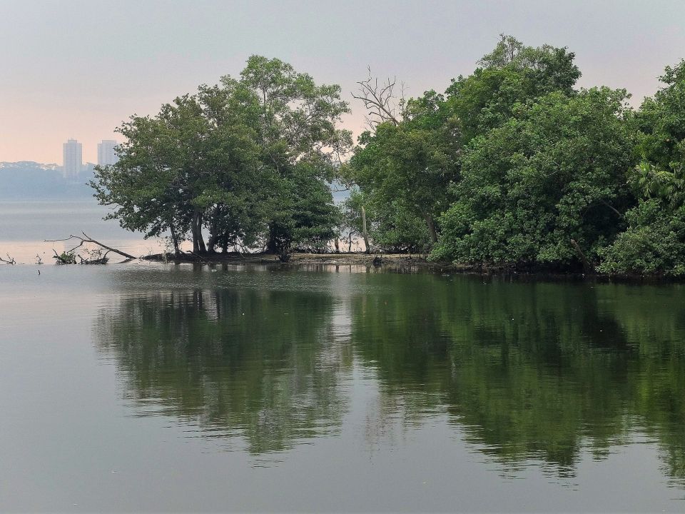 Manglar