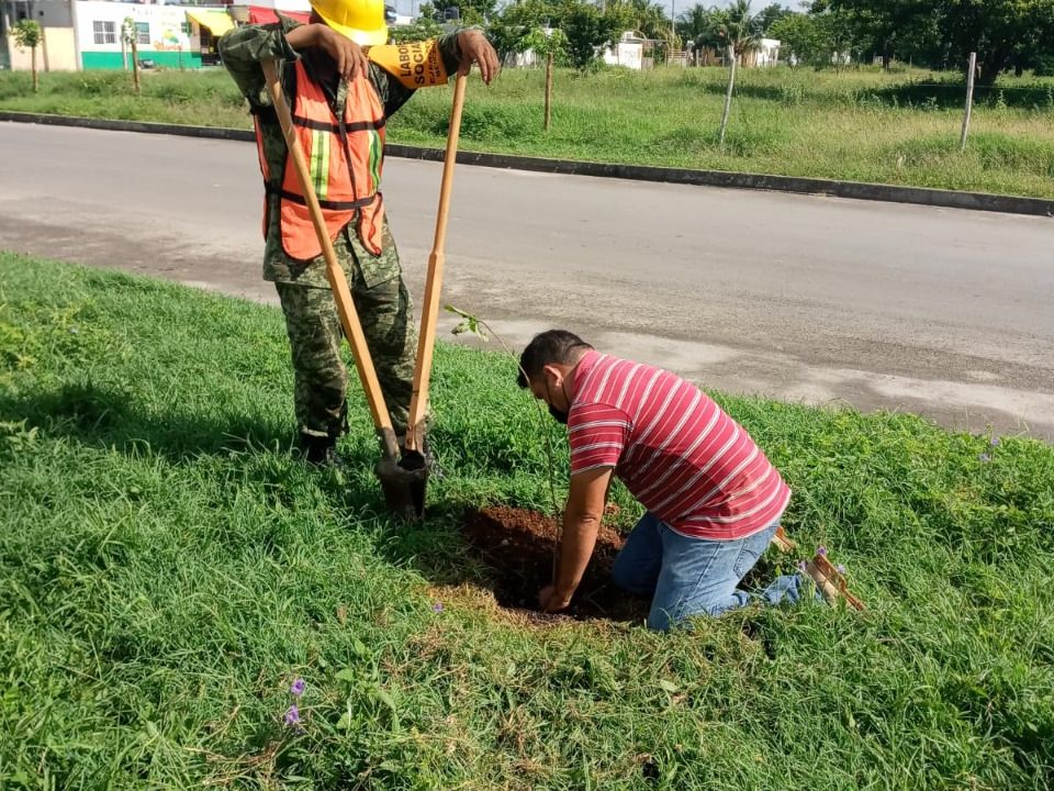 Reforestación