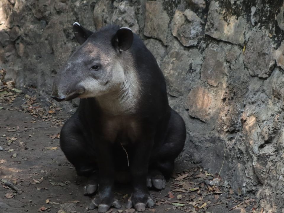 Tapir