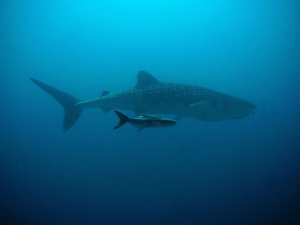 El pez más grande del mundo cuenta con hábitats seguros en México