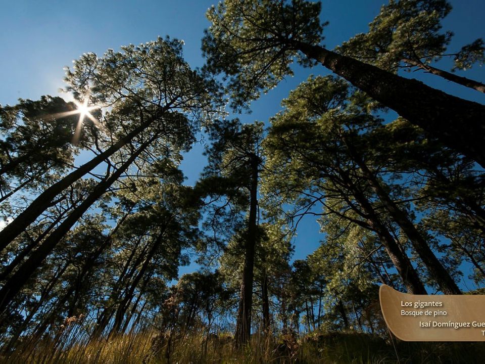 Bosque de Tlalpan