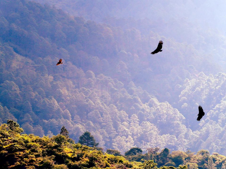 Bosque de Honduras