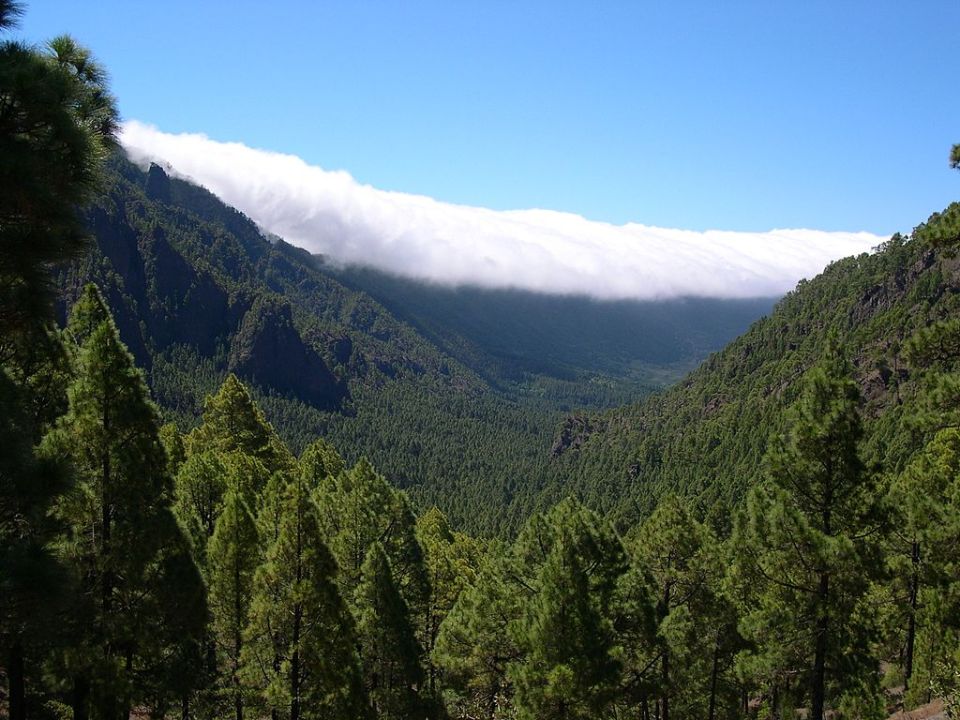 Bosque en España