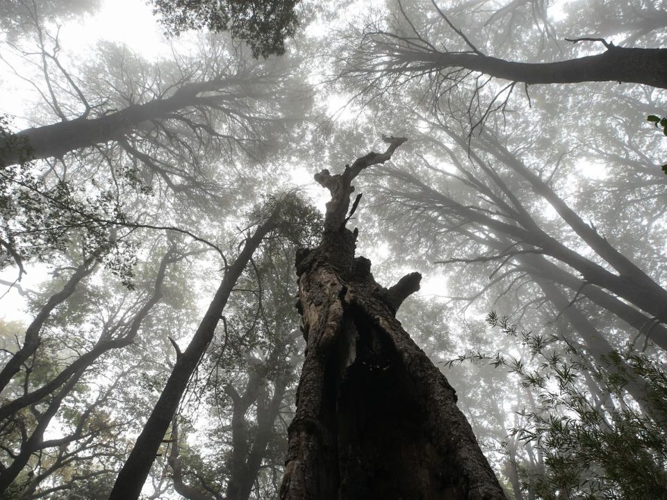 Bosque en Chile