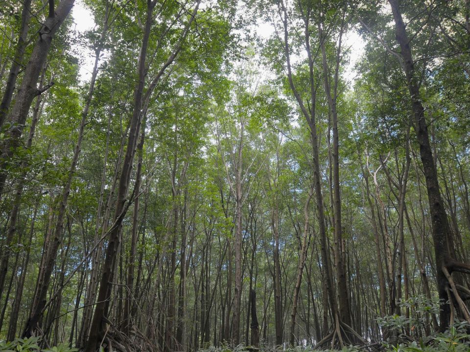 Bosque de El salvador