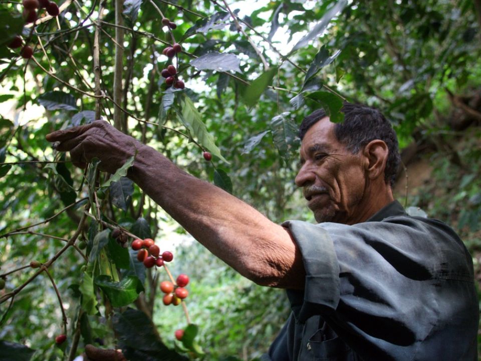 Agricultor de Café