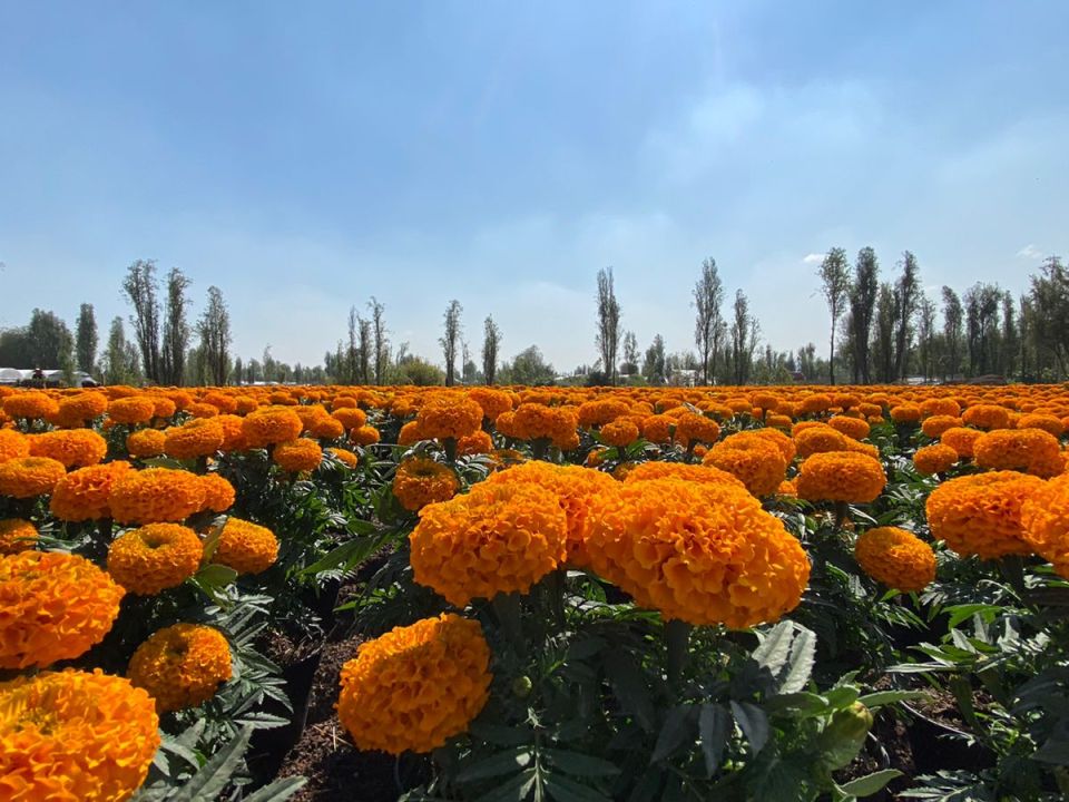 Flor de cempasúchil