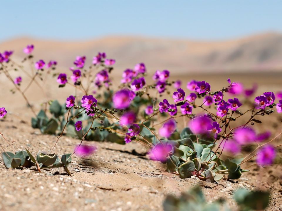 Flores en Atacama