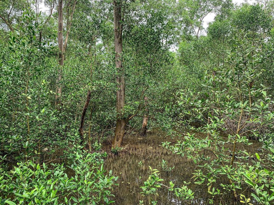 Manglar en Panamá