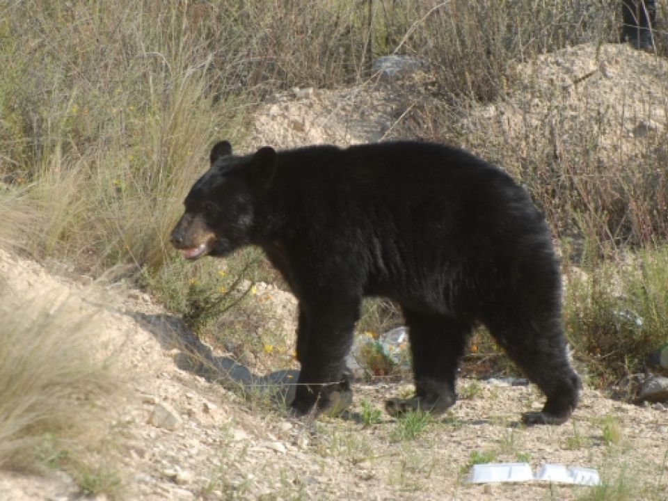 Oso