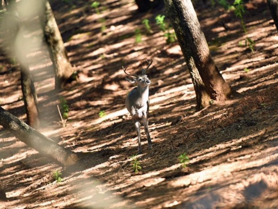 Venado Volkswagen