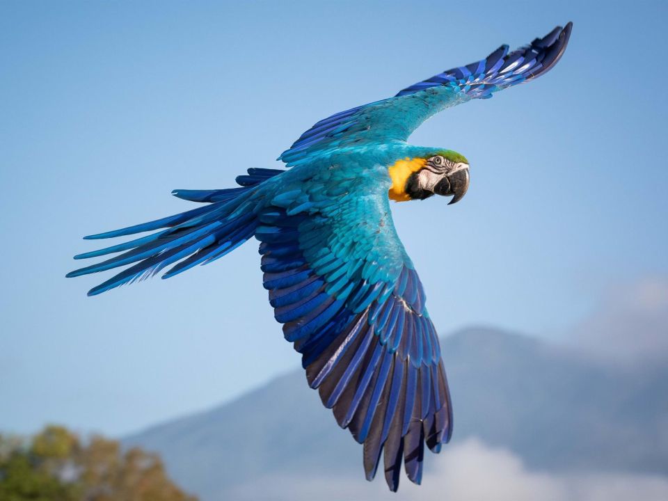 Guacamaya