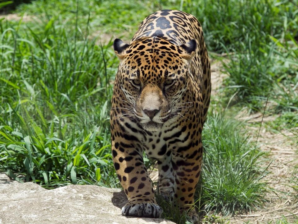 Jaguar