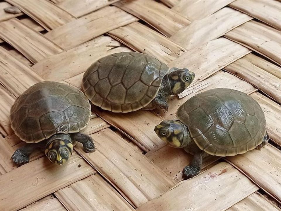 Tortugas peta