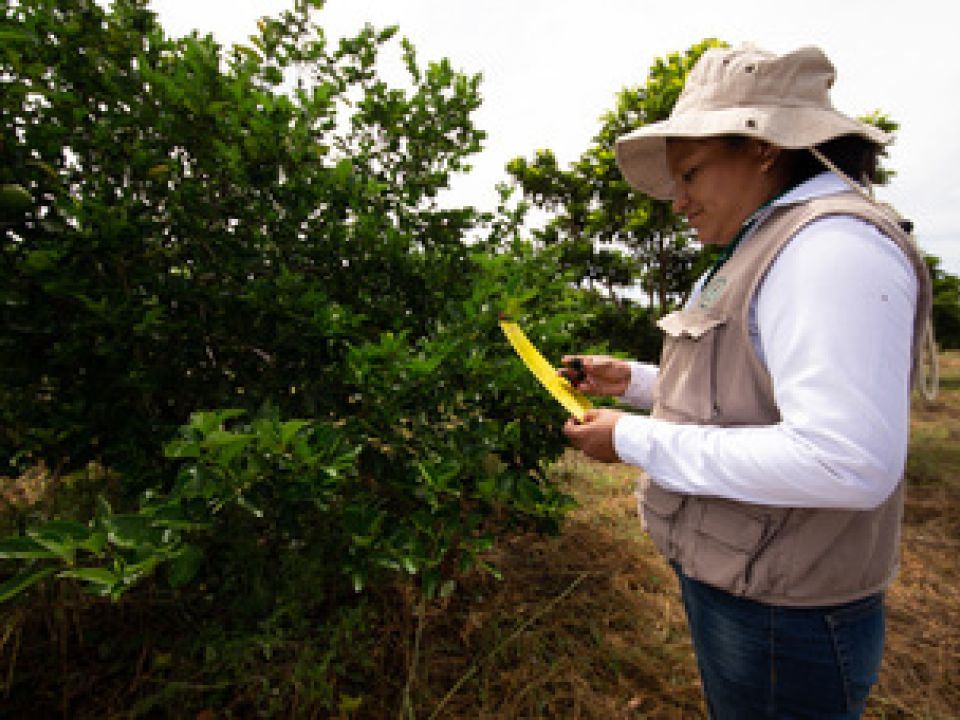 Agricultura