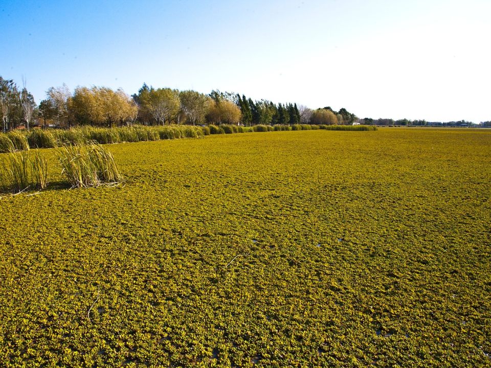 Campo en Argentina