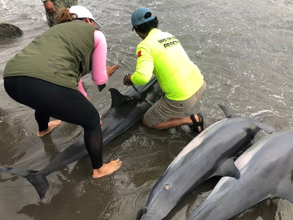 Delfines