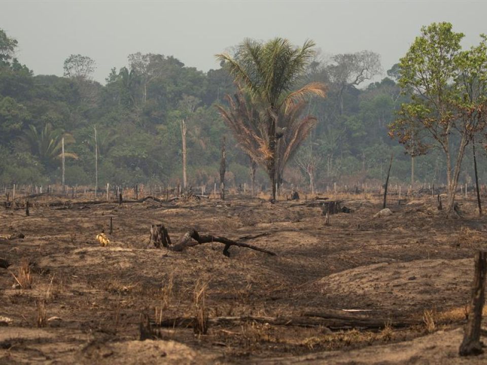 Amazonía brasileña