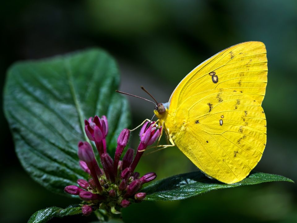 Mariposa