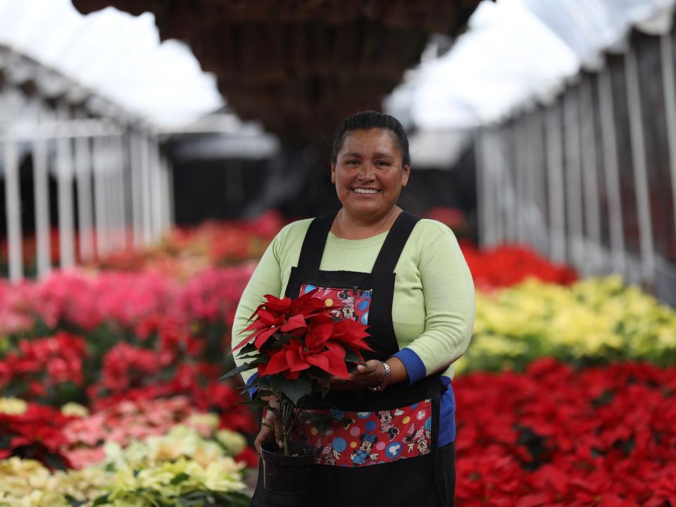 La flor de Nochebuena anuncia una Navidad más alegre La flor de Nochebuena anuncia una Navidad más alegre