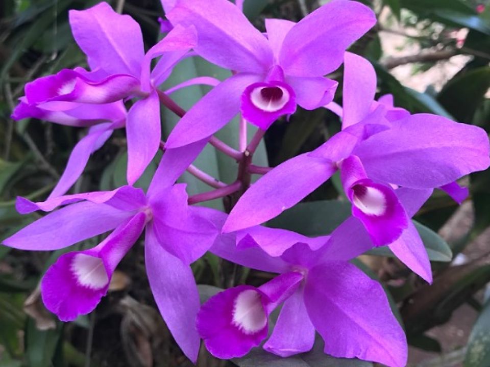 Chiapas alberga más de 700 especies de orquídeas, más del 10% se encuentra  en riesgo