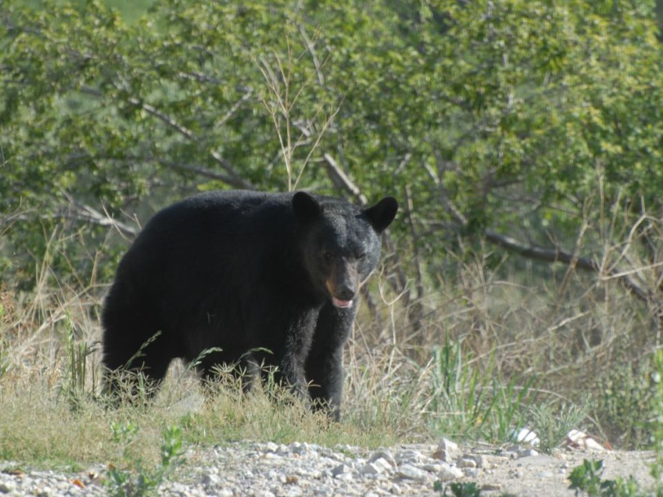 Oso negro 