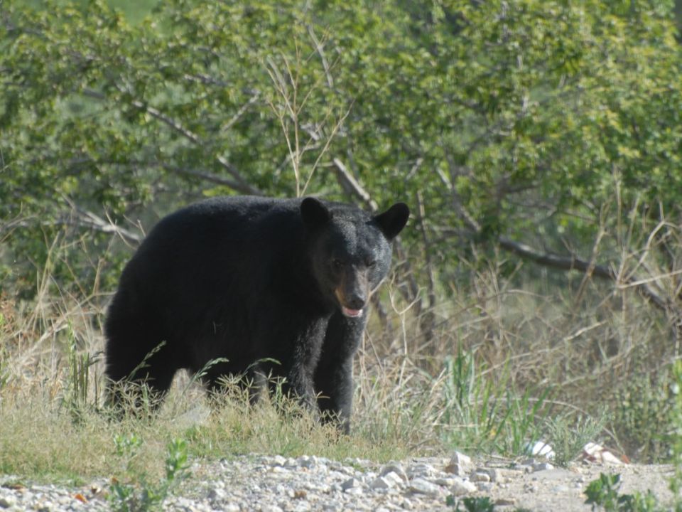 Oso negro 