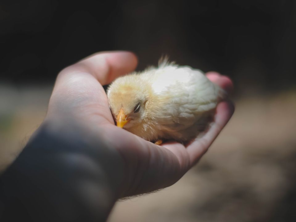 Pollito y mano