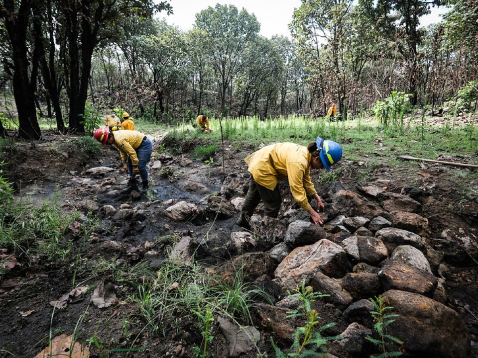 Reforestación