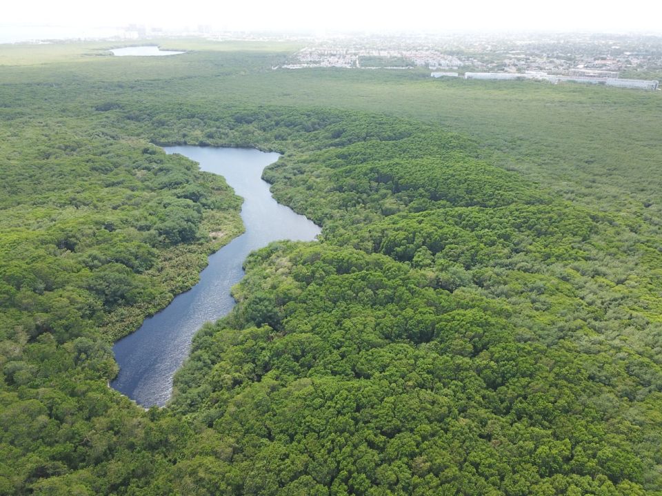 Selva en Quintana Roo