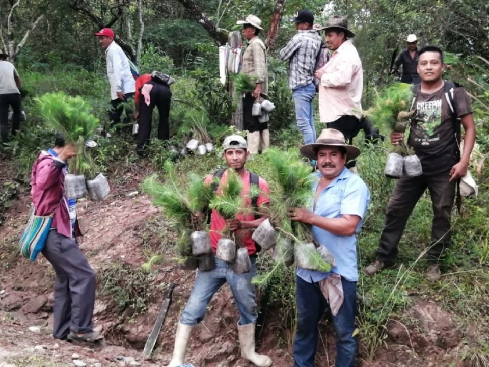 Reforestación en Chiapas