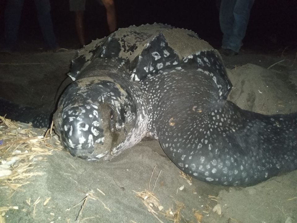 Tortuga