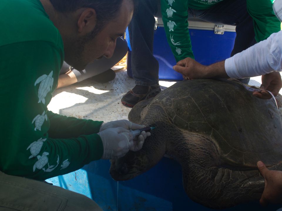 Tortugas