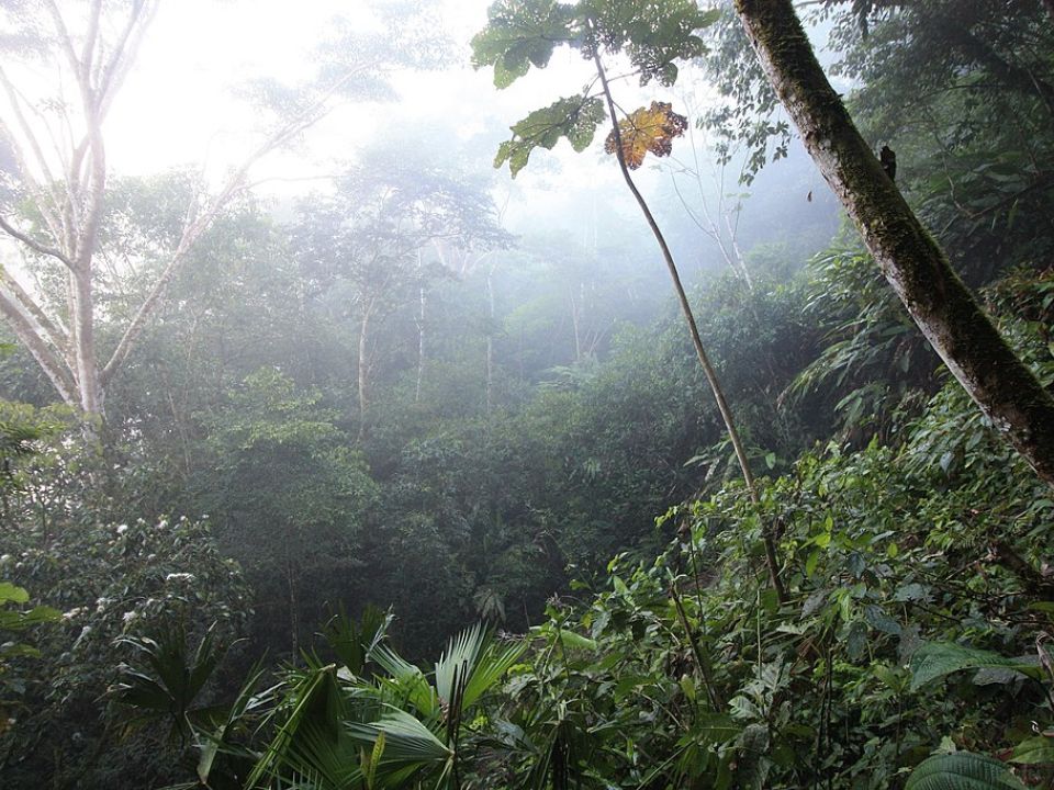 Selva Amazónica en Tena, Ecuador