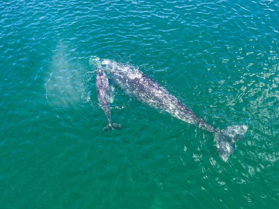 Ballena gris