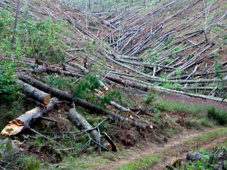 Deforestación en Nicaragua