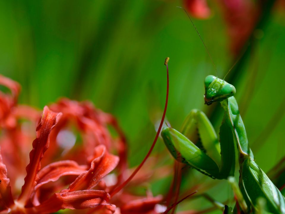 Mantis religiosa