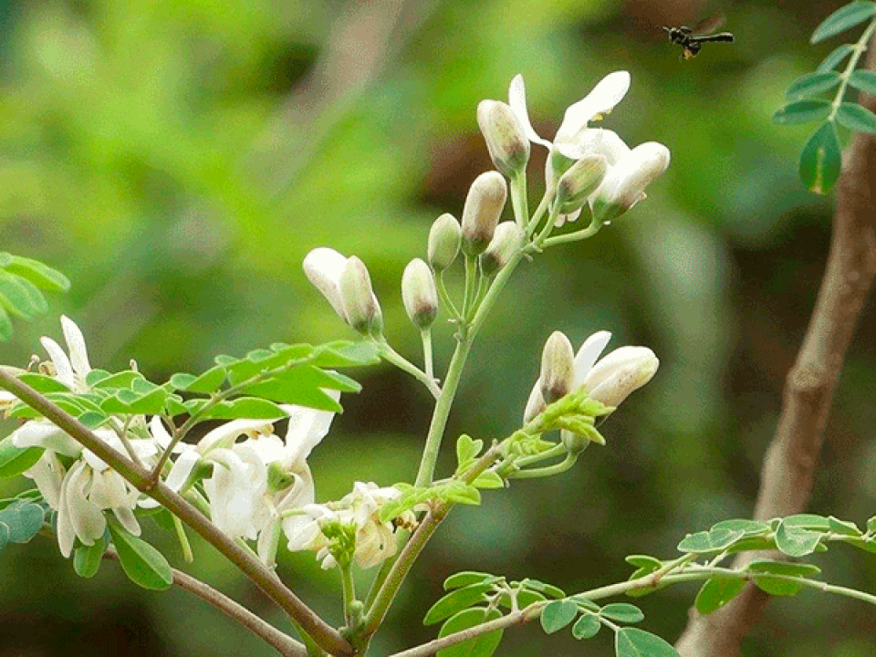 Moringa