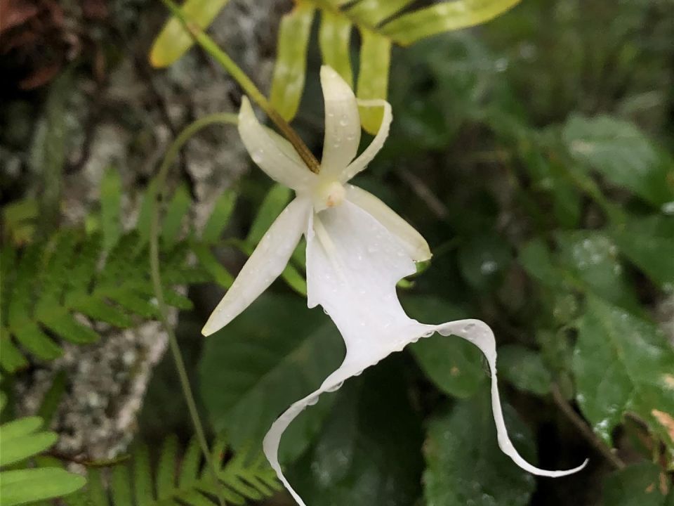 Orquídea fantasma