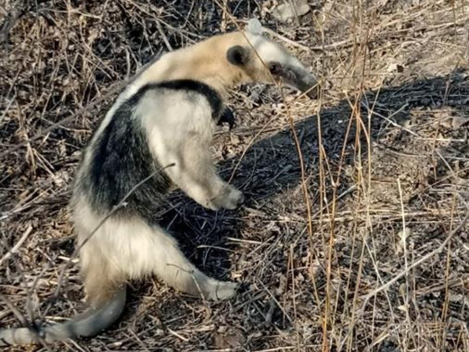 oso hormiguero